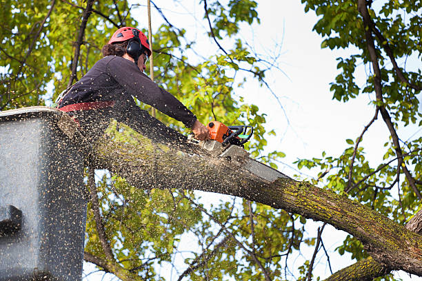 Best Tree Risk Assessment  in USA